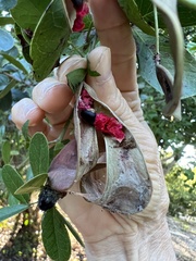 Pithecellobium keyense