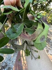 Pithecellobium keyense