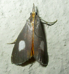 Episindris albimaculalis