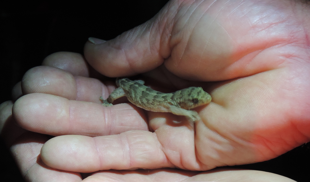 Lord Howe Island Marbled Gecko (Lord Howe Island Endemic Flora & Fauna ...