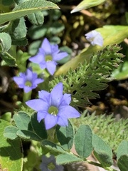 Gentiana prostrata