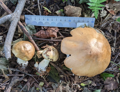 Agaricus essettei