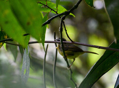 Basileuterus tristriatus