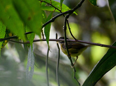 Basileuterus tristriatus
