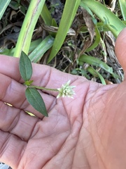 Alternanthera flavescens