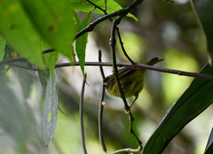 Basileuterus tristriatus