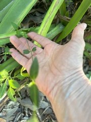 Alternanthera flavescens