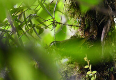 Basileuterus tristriatus