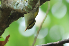 Phylloscopus claudiae