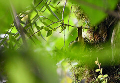 Basileuterus tristriatus