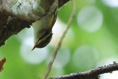Phylloscopus claudiae