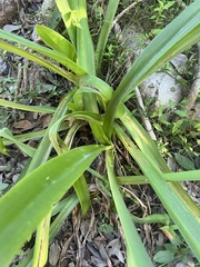 Crinum americanum