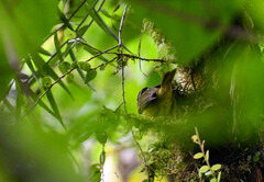 Basileuterus tristriatus