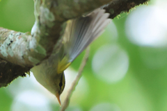 Phylloscopus claudiae