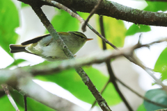 Phylloscopus claudiae