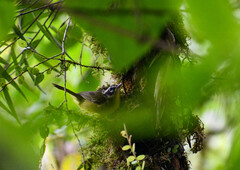 Basileuterus tristriatus