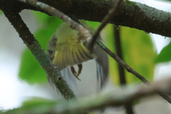 Phylloscopus claudiae