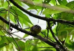 Basileuterus tristriatus