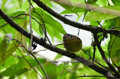 Basileuterus tristriatus
