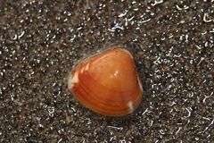 Tivela