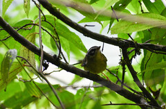 Basileuterus tristriatus