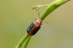Calomela curtisi
