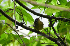 Basileuterus tristriatus