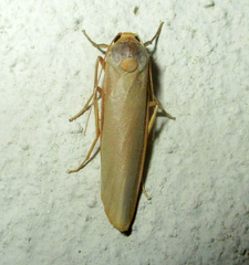 Sozusa scutellata