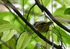 Basileuterus tristriatus