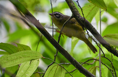 Basileuterus tristriatus