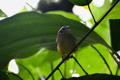 Basileuterus tristriatus