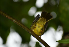 Basileuterus tristriatus