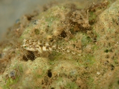 Blenniidae