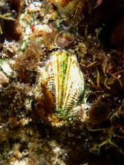 Brachidontes erosus