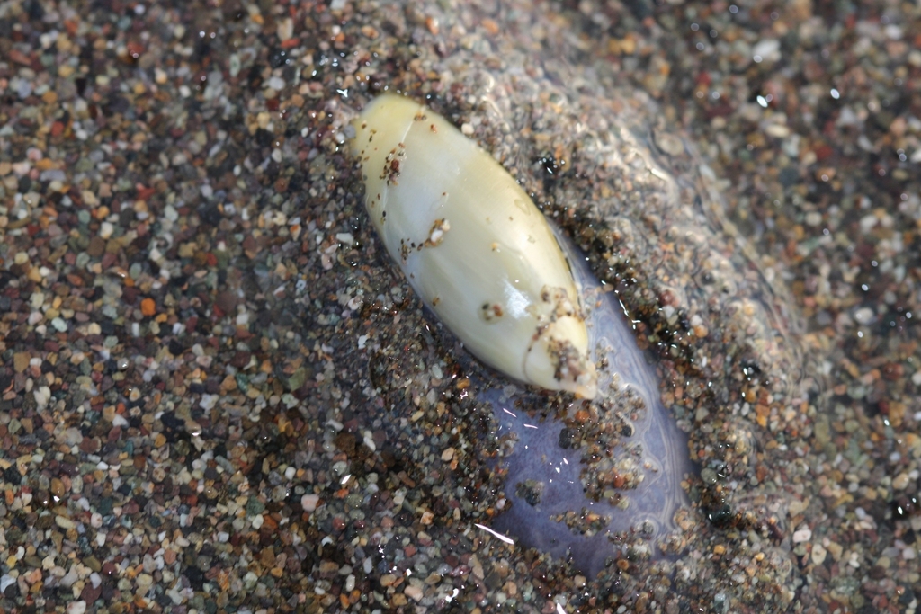 Agaronia griseoalba
