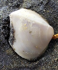 Crassula aequilatera