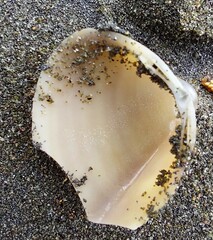 Crassula aequilatera