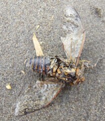 Amphipsalta