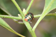Calomela ruficeps