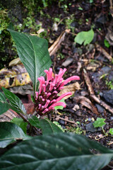 Justicia carnea