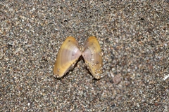 Donacidae
