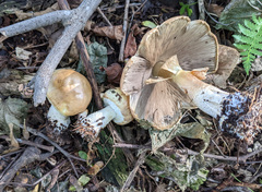 Agaricus essettei
