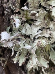 Leptobunus parvulus