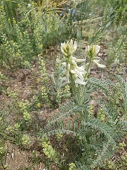 Astragalus drummondii