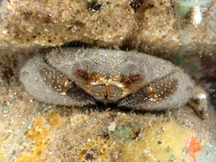 Actaeodes tomentosus