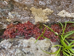 Drosera natalensis