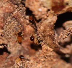Nasutitermes corniger