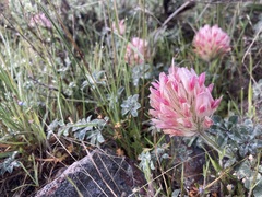 Trifolium macrocephalum
