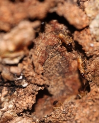 Nasutitermes corniger