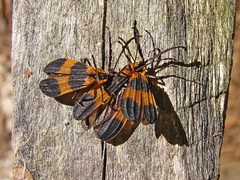 Calopteron